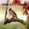 Sonido Aves Relaxing sound