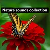 About Nature sounds collection, Pt. 10 Song