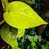 Thursday Rain