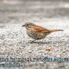 melodia para Escucha la lluvia torrencial