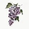 Sangiovese