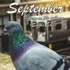 Pigeon on the subway Single Edit