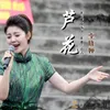 About 芦花 Song