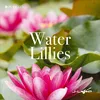 Water Lillies