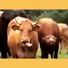 Stádo plemenných býků