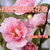 桔梗花开桃花败