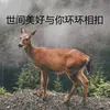 About 世间美好与你环环相扣 Song