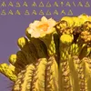 About San Saguaro Song