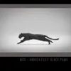 Black Puma