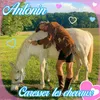 About Caresser les chevaux Song