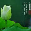 青菩提