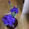 Sasanqua Flower Remake Version