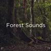 Nature Sounds &amp; Music