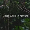 Sounds Of The Rainforest