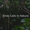 Jungle Nature Sounds