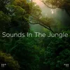 About Nature Sounds To Relax Song