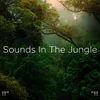 Rainforest Sounds With Sleep Music
