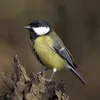 Pájaros En Los Árboles