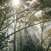 Bright Green Forest