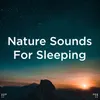 About Cricket Sounds For Sleep Song
