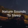 Cricket Sounds For Sleep