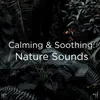 Meditation Ocean Sounds