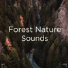 About Rainforest Sounds With Sleep Music Song