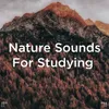 Nature Sounds &amp; White Noise