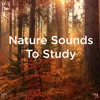 Zen Nature Sounds