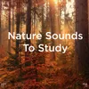 Nature Sounds Without Music