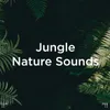 Ambient Night Sounds