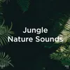 Jungle Nature Sounds