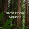 Peacful Nature Sounds