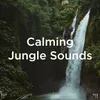 Healing Nature Sounds