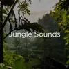 Bird Sounds In Nature