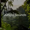 Swamp Sounds With Music