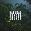Jungle Night