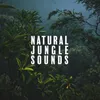 Tropical Rainforest Sounds