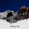 Yakety Yak