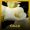 Calla