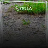 Stella