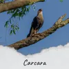 Carcara