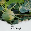 Turnip