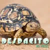 Despacito Cover Version