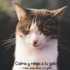 Gatitos Tranquilos