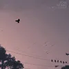 Fly Little Crow