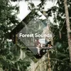 Calming Forest Noise