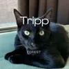 About Tripp Song