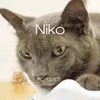 About Niko Song