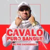 About Cavalo Puro Sangue Song